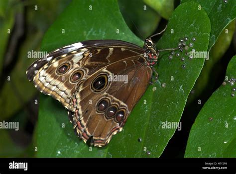 Blue Morpho Butterfly Laying Eggs Morpho Peleides Ova Stock Photo Alamy