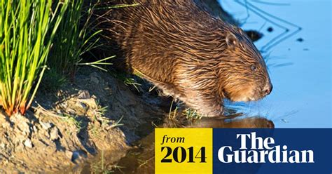 Foe Launches Legal Action To Stop Capture Of Beavers In Devon