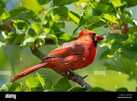 Northern Cardinal Cardinalis Cardinalis Red Cardinal Stock Photo Alamy