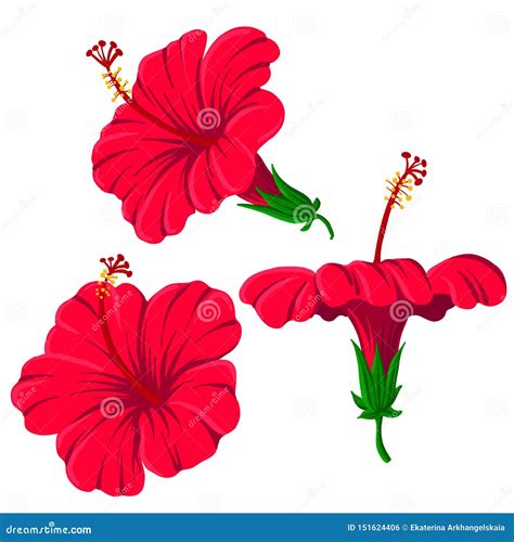 Vector Drawing Hibiscus Flowers Stock Vector Illustration Of Natural