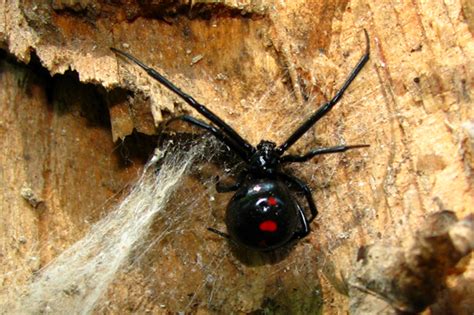 Black Widow Latrodectus Variolus Bugguidenet