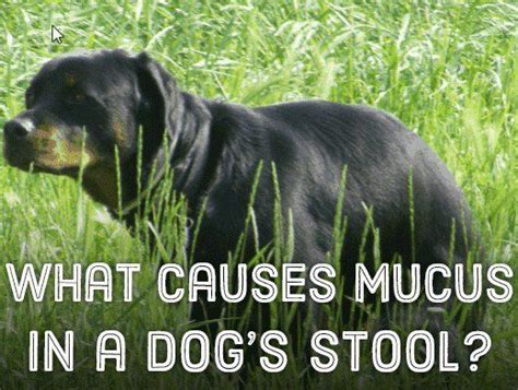 15 Causes Of Mucus In Dogs Stool Dogs Dogs Pooping Spotted Animals