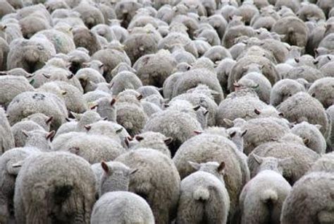 Ini adalah koleksi sarung bantal domba mongolia. Serat yang Berasal dari Hewan ~ Fadhillahxnd