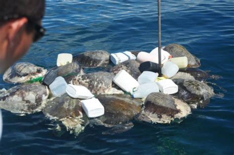 Longline Fisheries In Costa Rica Hook Tens Of Thousands Of Sea Turtles