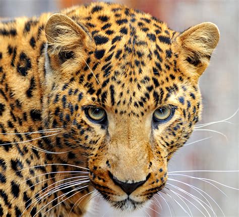 Desktop Wallpapers Big Cats Leopards Whiskers Snout Glance 1584x1440
