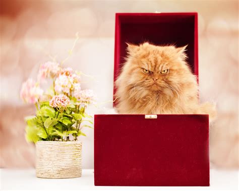 Meet Garfi The Angriest Cat On The Internet Huffpost