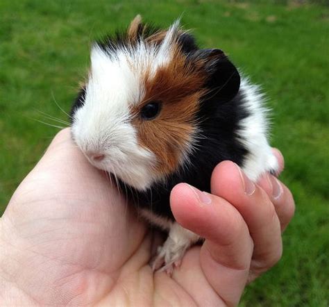 Cute Baby Guinea Pigs