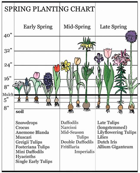 Early Blooming Flowers Landscaping Early Spring Bulbs Brecks