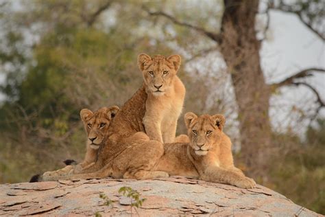 Kruger National Park Named One Of The Top Post Lockdown Travel