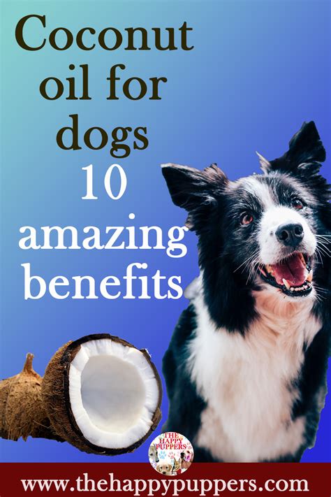 Coconut Oil Is Honestly The Superoil For Dogs It Can Protect Your Dogs