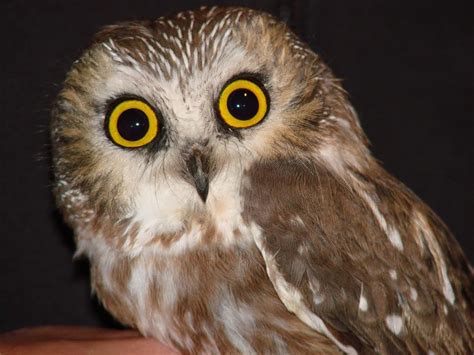 Drew Jones On Cute Little Owls In Hopkins Forest 15 Years Of Banding