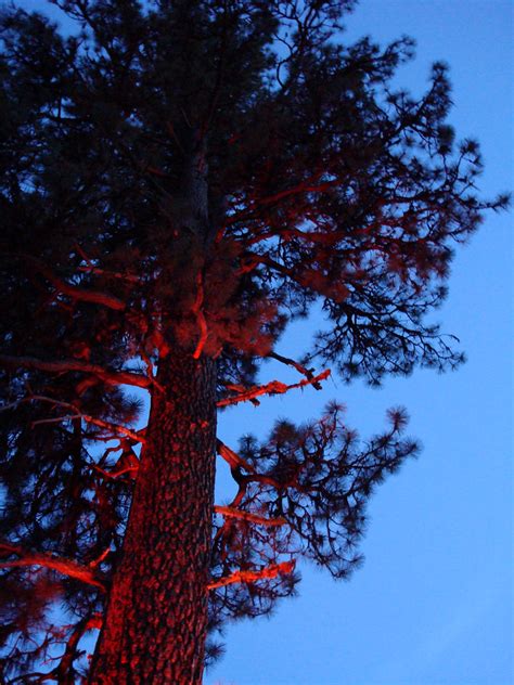 Red Tree Red Tree At Twilight Sailors Delight Molli Fire Flickr