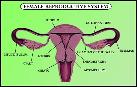 What Are The Functions Of Ovaries And Uterus In The Female Reproductive