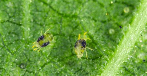 Cannabis Spider Mites How To Identify And Control Them