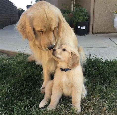 Golden Retrievers Kissing Goldenretriever Dogs Puppies Dogs