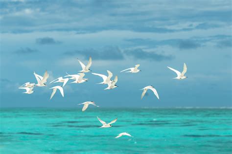 Flock Of White Seagulls Flying Over The Large Body Of Water · Free