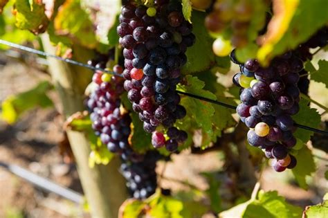 Huit études de cas avec des profils (et des résultats) variés. L'intérêt d'acheter un vignoble à Bandol - traiteur-nice.com