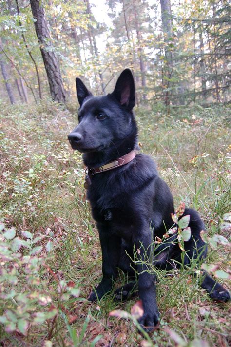 black norwegian elkhound dog   forest photo  wallpaper beautiful black norwegian