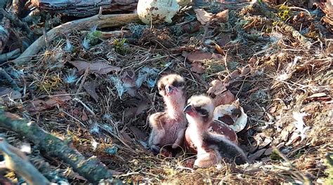 Osprey Chicks Hatch At Loch Of The Lowes Wildlife Reserve Tfn