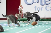 Highlights - Longtails Advance to Finals - Kitten Bowl VI | Hallmark ...