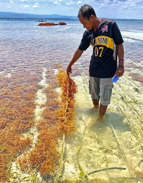 Disease Afflicted Ph Seaweed Farms See Hope With Help Of Scientists