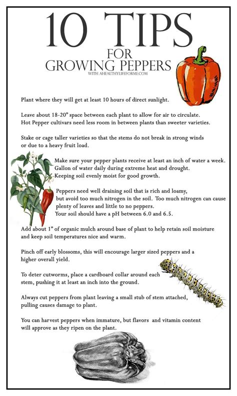 10 Tips For Growing Peppers A Healthy Life For Me