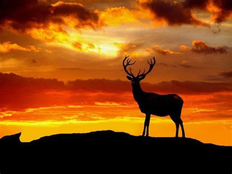 Animals Nature Deer Stags Wallpaper And Background