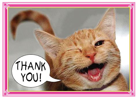 Winking Smiling Cute Ginger Cat Kitten Thank You Card 8x6 Free Post