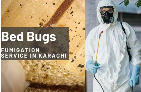 Bed Bug Treatment And Fumigation Service In Karachi