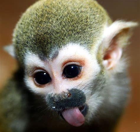 Funny Picture Clip Funny Pictures Cute Monkey Pictures