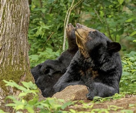Pin By Rachel Summers On Animals Black Bear Bear Animals