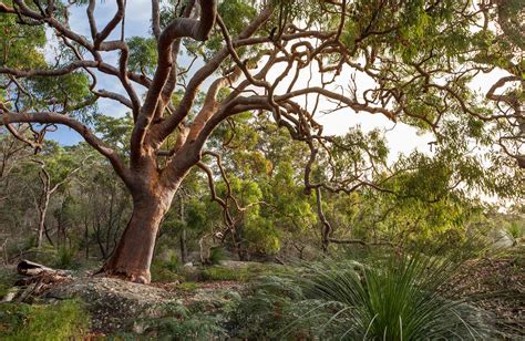 Scribbly Gum Australian Native Plants Nsw National Parks