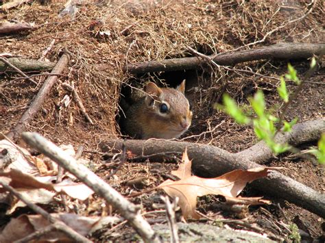 Chipmunk Peeks Out Of His Burrow Spulinchen Flickr