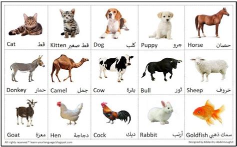 تعليم اسماء الحيوانات