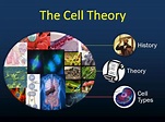 The Cell Theory – Biology Lesson