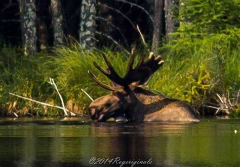 Adirondack Moose Sightings Photos Facts And Popular Areas To Spot