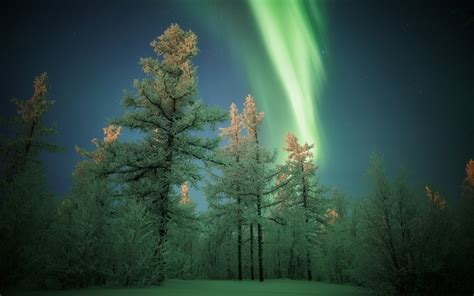 Aurora Borealis Over Winter Forest Hd Wallpaper Background Image