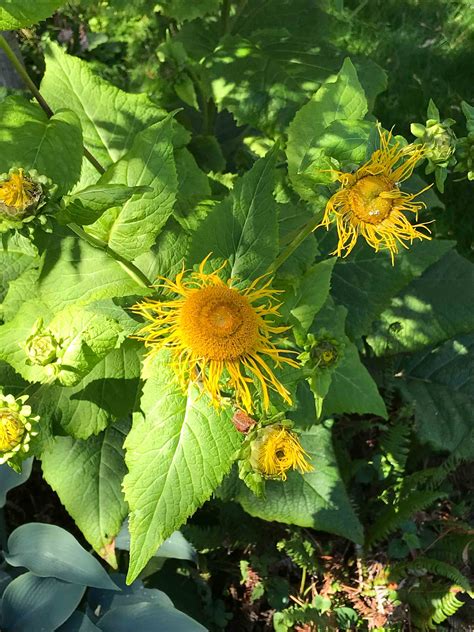 Most flowering plants that are members of the same family have similar characteristics for identification. Need identification of yellow flowering plant - Gardening ...