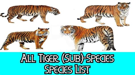 Виды Тигров Список И Фото Telegraph