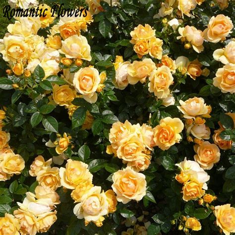 50 Lady Banks Yellow Climbing Rose Flower Seeds Old Fashioned Plant