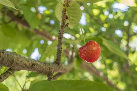 Cherry Fruit Is One Of The Most Delicious Fruits Of Summer Stock Image
