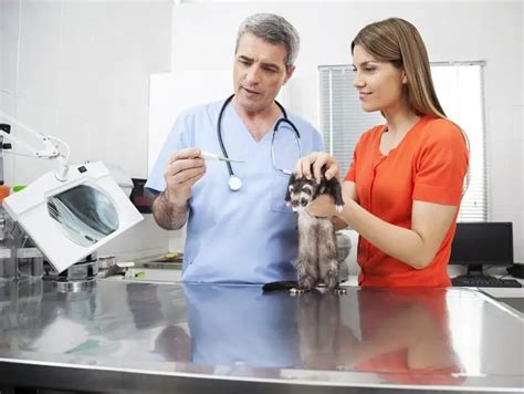 How To Become A Vet Assistant Uk Infolearners
