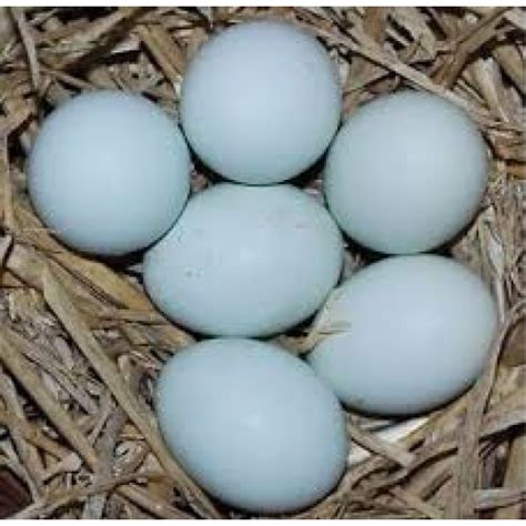 Pot Luck Large Fowl Fertile Hatching Eggs