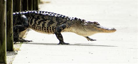 Alligator At Huntington Beach State Park Photograph By David