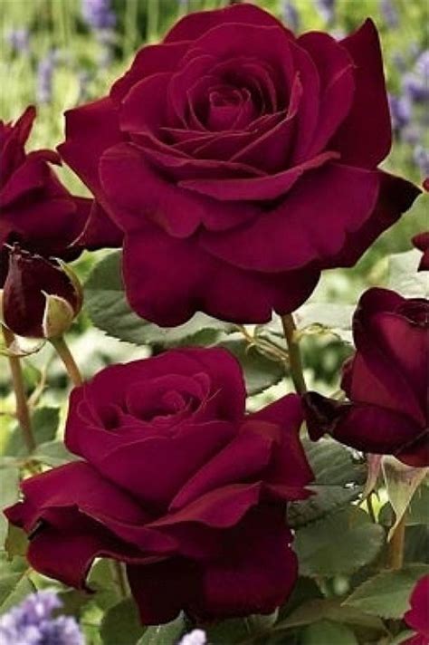 Photography Nature 11 Most Beautiful Roses Photography