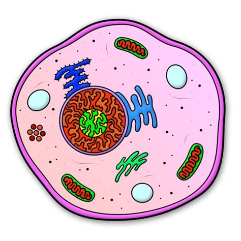 Simple Plant Cell ClipArt Best