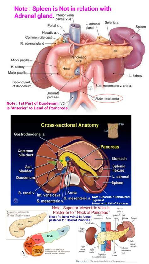 Relations Of Pancreas Posterior Relation Of Neck Of Pancreae