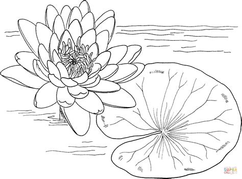 Monet Water Lilies Colouring Pages