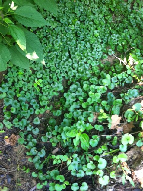 Ground Ivy Invasive Exotic Plants Of North Carolina · Inaturalist