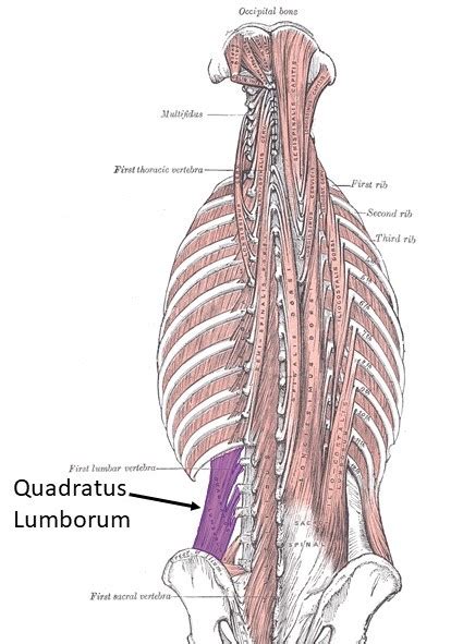 What Is The Action Of The Quadratus Lumborum